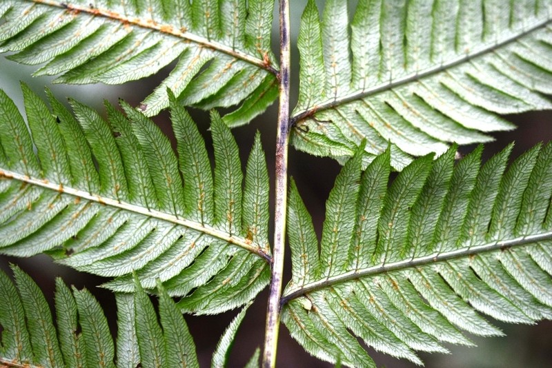 Woodwardia spinulosa
