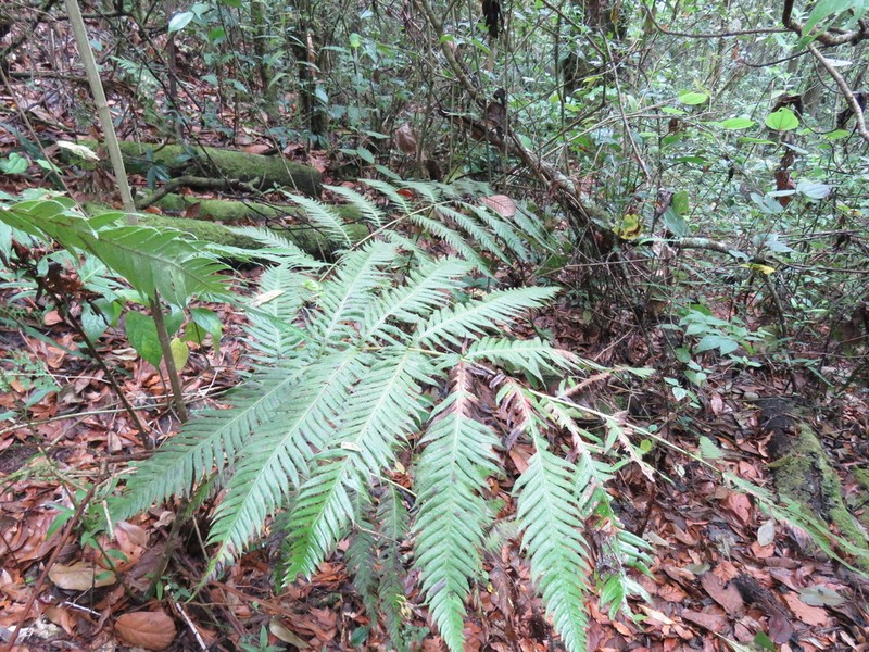 Woodwardia spinulosa photo 2
