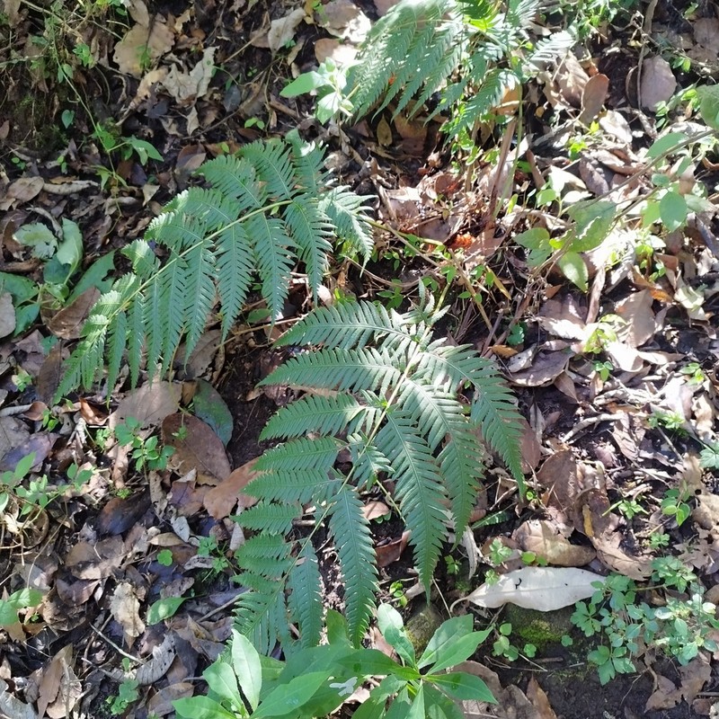 Woodwardia spinulosa photo 3
