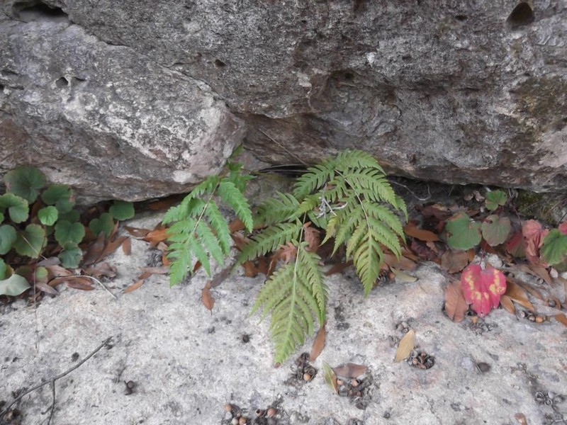 Woodwardia spinulosa photo 4
