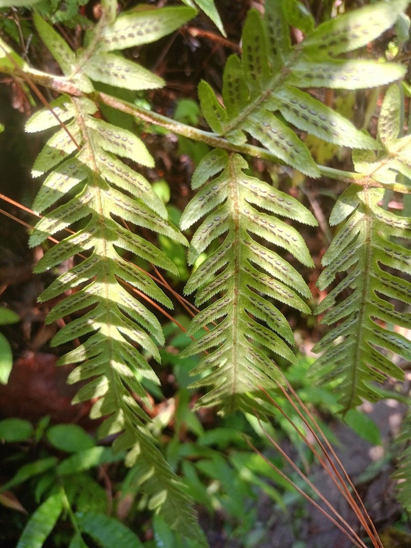 Woodwardia spinulosa photo 5
