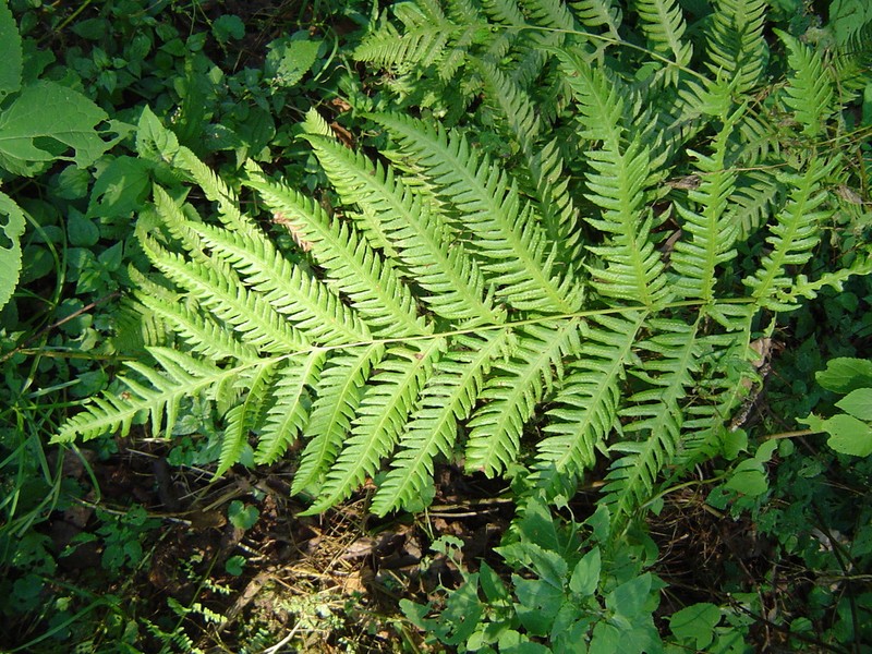 Woodwardia spinulosa photo 6