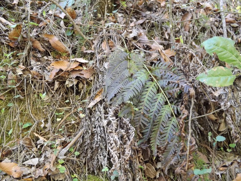 Woodwardia spinulosa photo 7