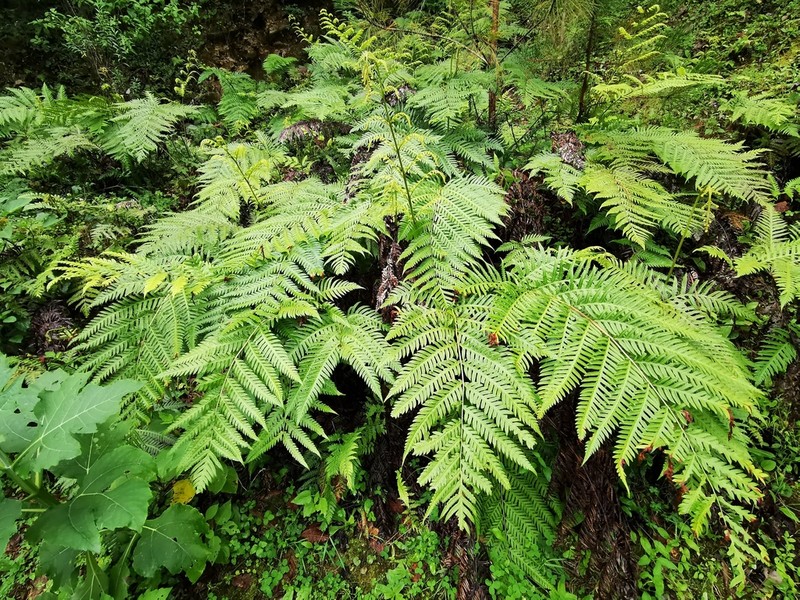 Woodwardia spinulosa photo 8