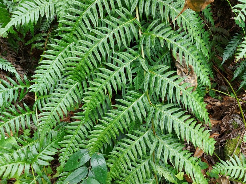 Woodwardia unigemmata photo 2