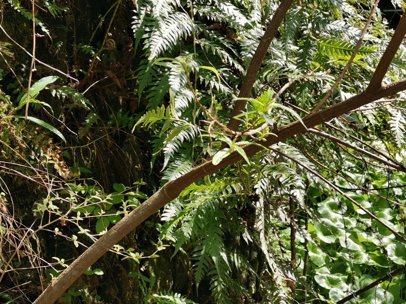 Woodwardia unigemmata photo 4