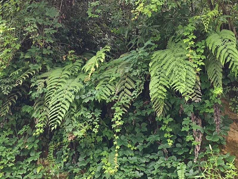 Woodwardia unigemmata photo 5