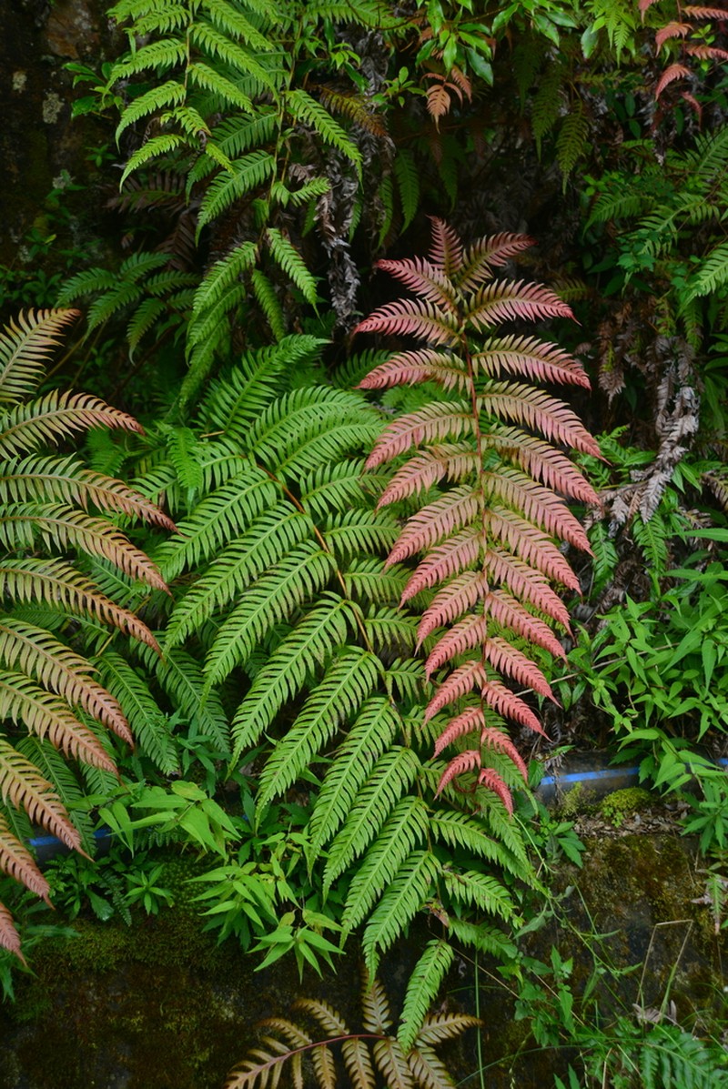 Woodwardia unigemmata photo 6