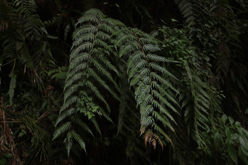 Woodwardia unigemmata photo 7