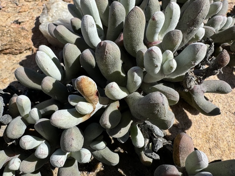 Wooleya farinosa photo 2