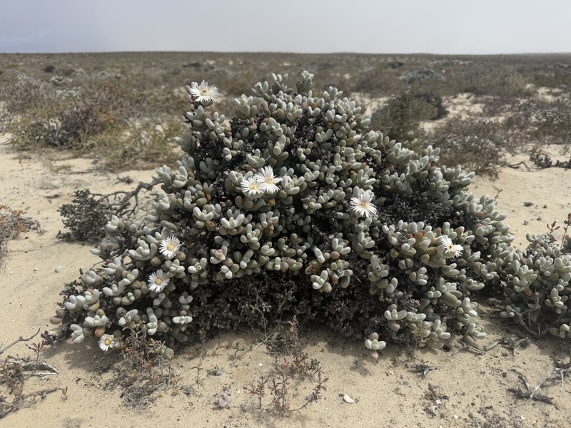 Wooleya farinosa photo 4
