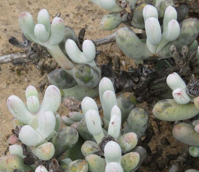 Wooleya farinosa photo 6