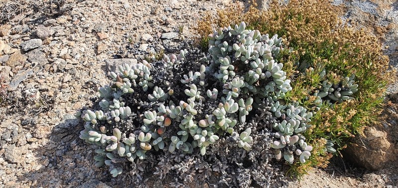 Wooleya farinosa photo 7