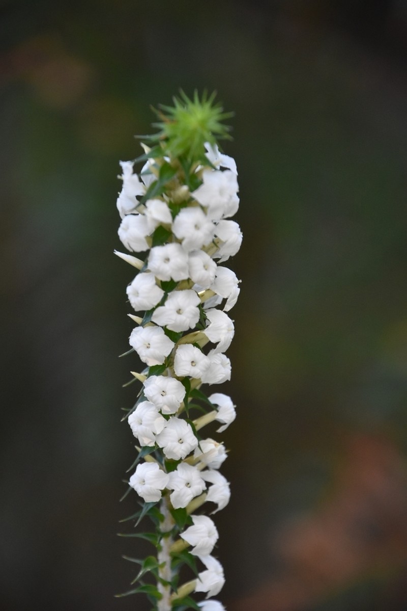 Woollsia pungens