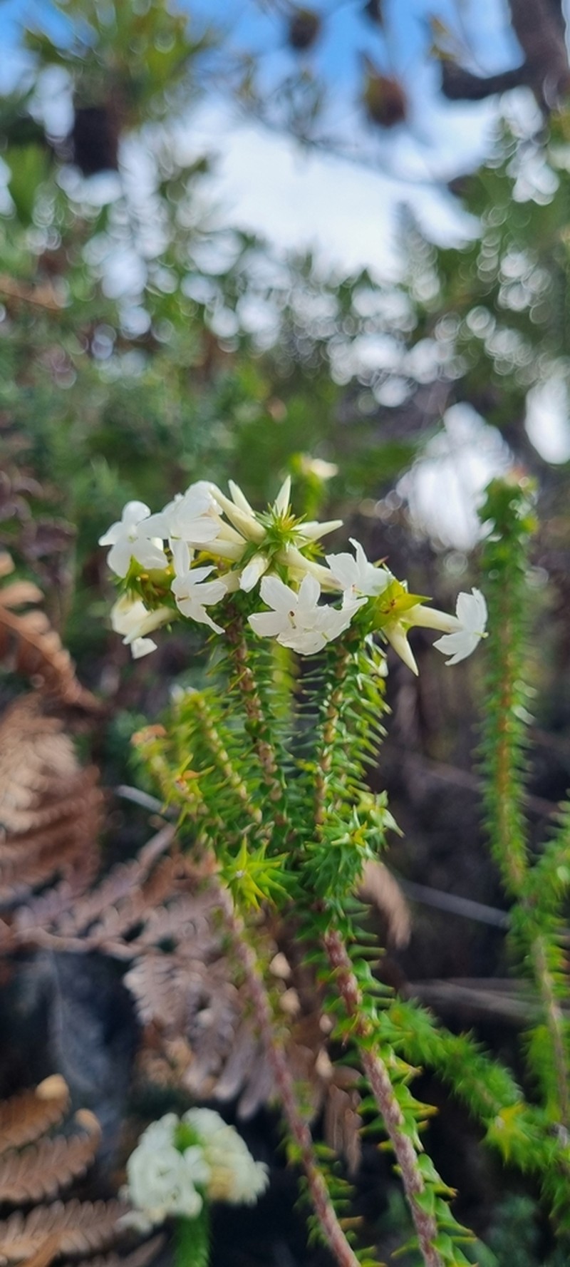 Woollsia pungens photo 2