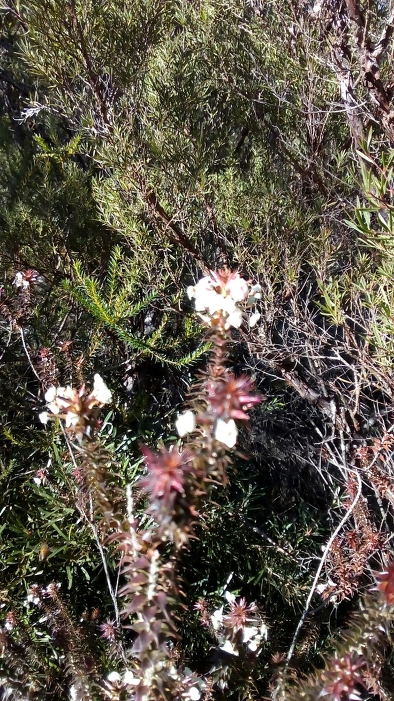 Woollsia pungens photo 3