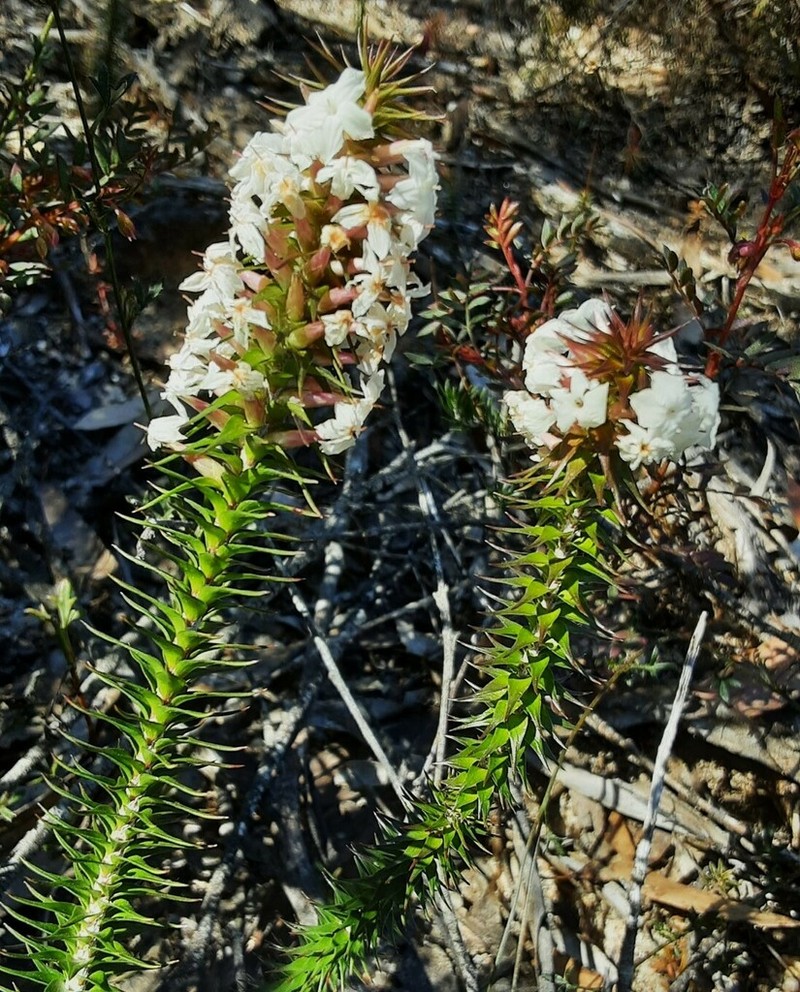 Woollsia pungens photo 4