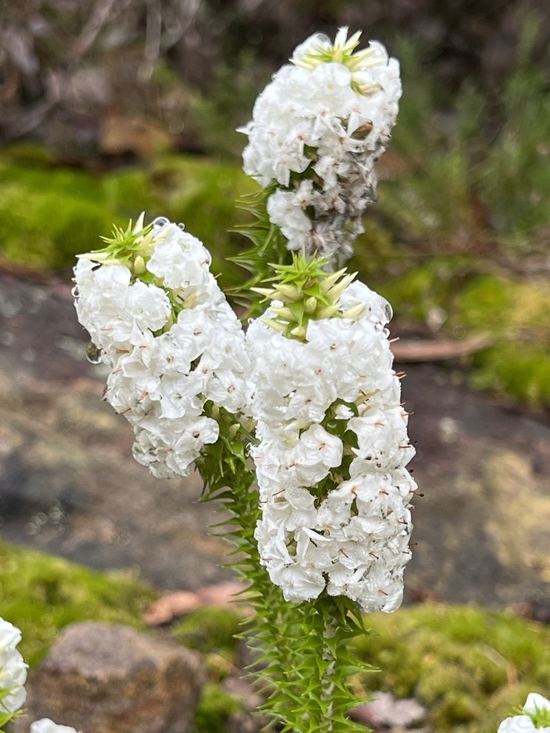 Woollsia pungens photo 5