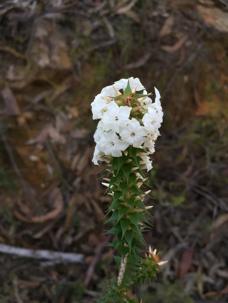 Woollsia pungens photo 6