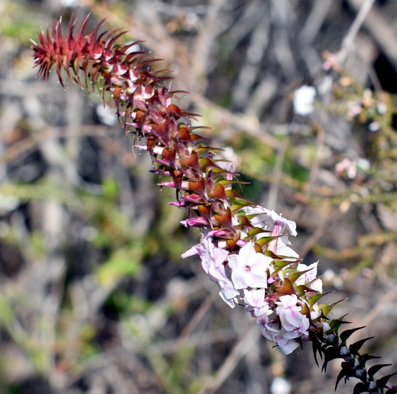 Woollsia pungens photo 8