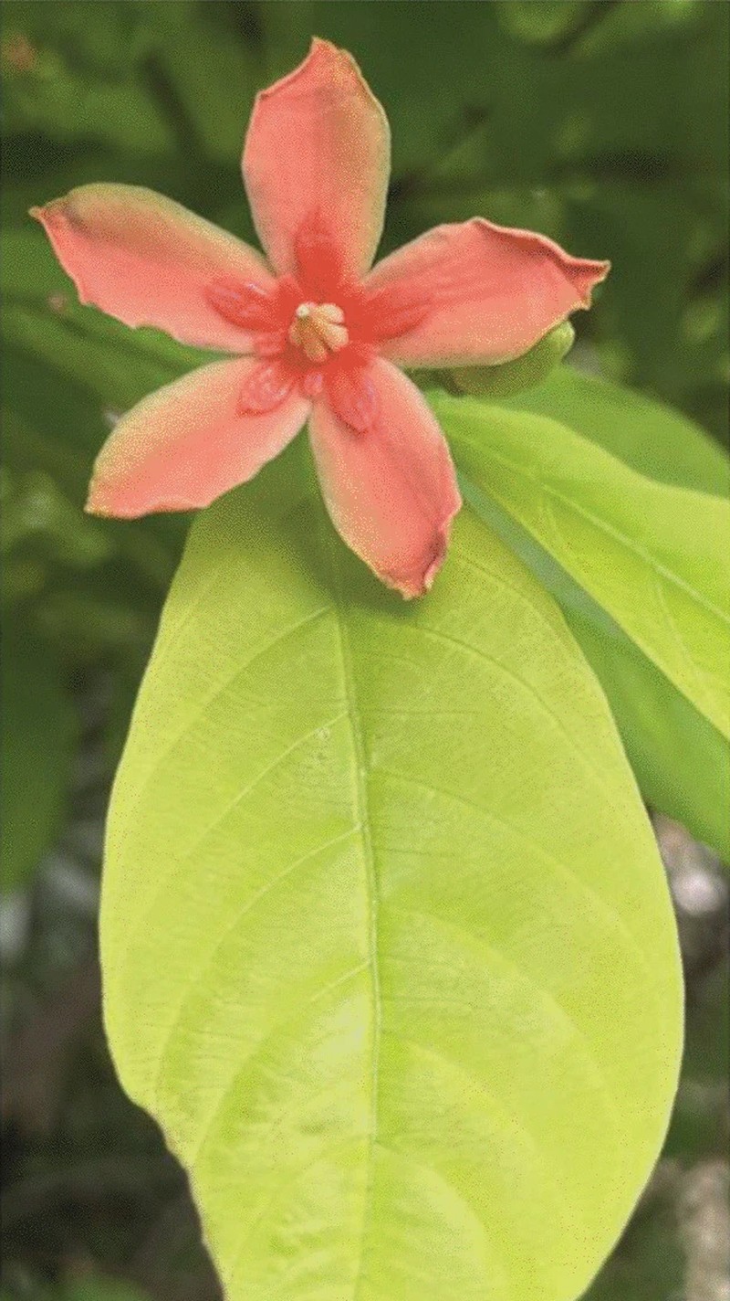 Wrightia vietnamensis