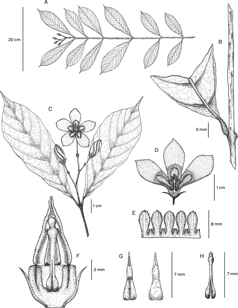 Wrightia vietnamensis photo 2