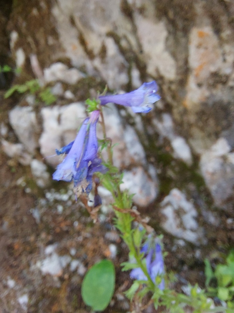 Wulfenia baldaccii photo 3