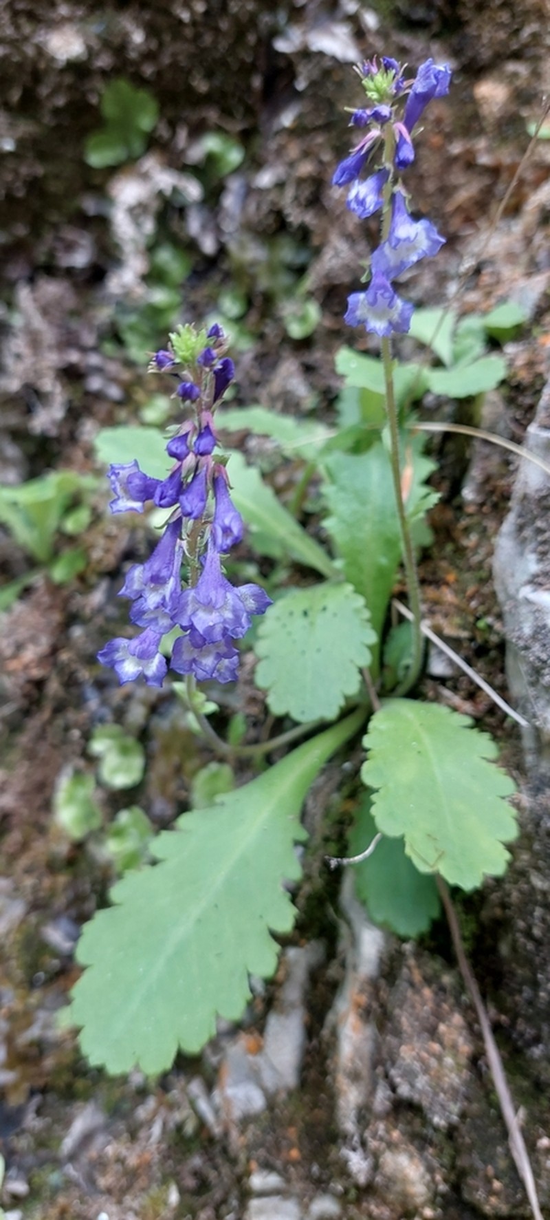 Wulfenia baldaccii photo 4
