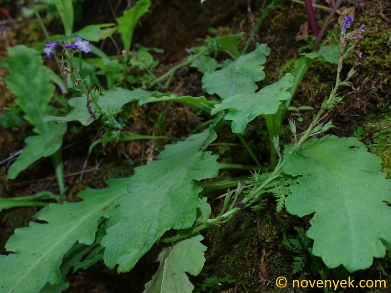 Wulfenia baldaccii photo 6