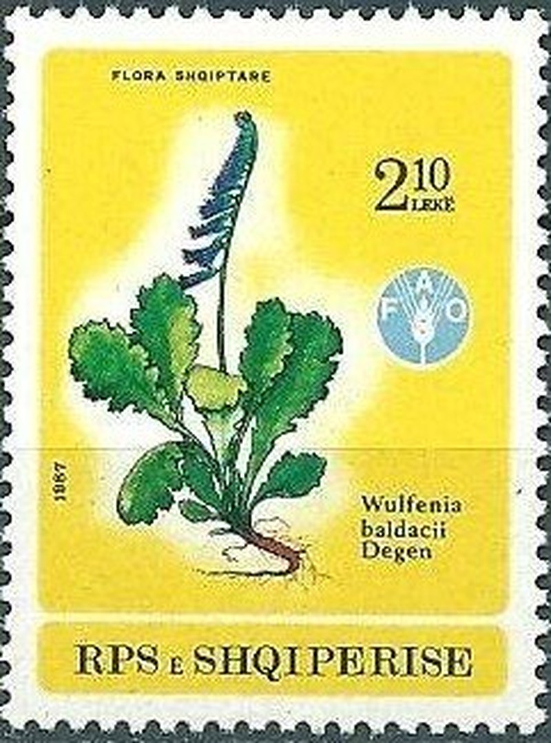 Wulfenia baldaccii
