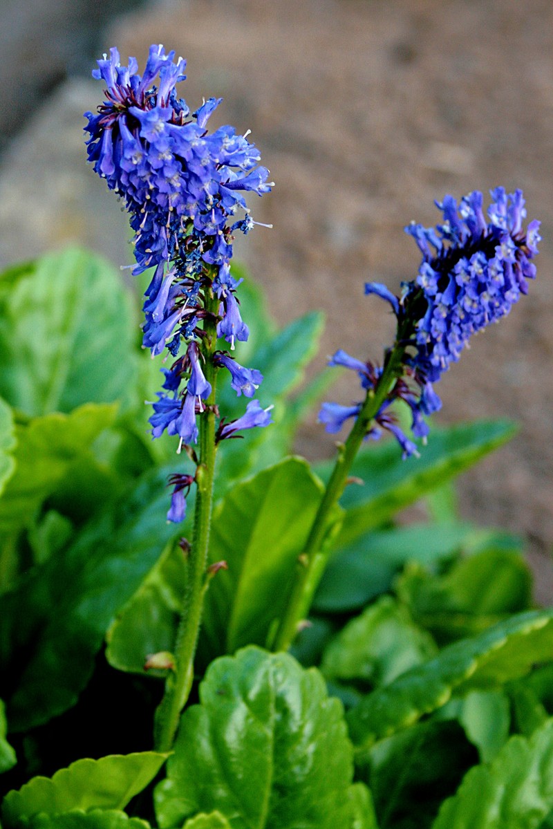 Wulfenia carinthiaca
