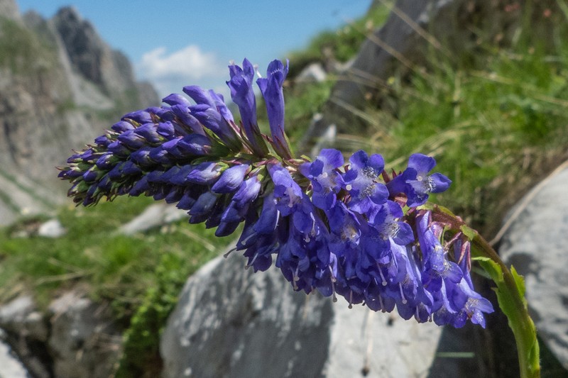 Wulfenia carinthiaca photo 2