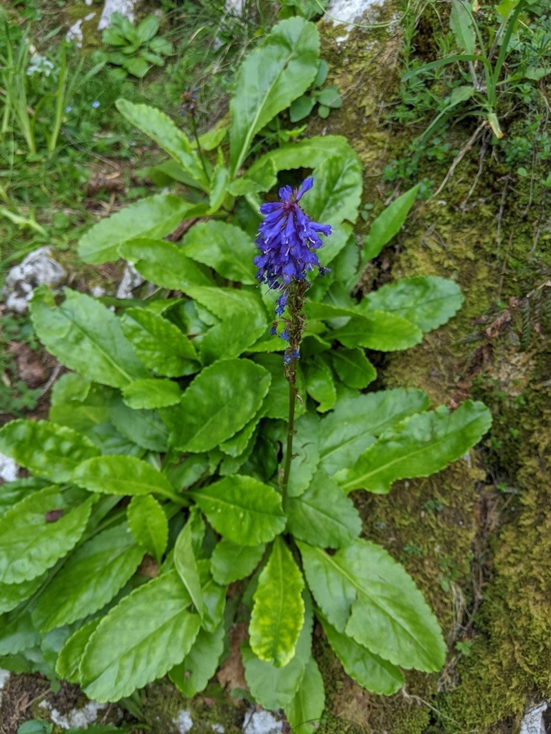 Wulfenia carinthiaca photo 3