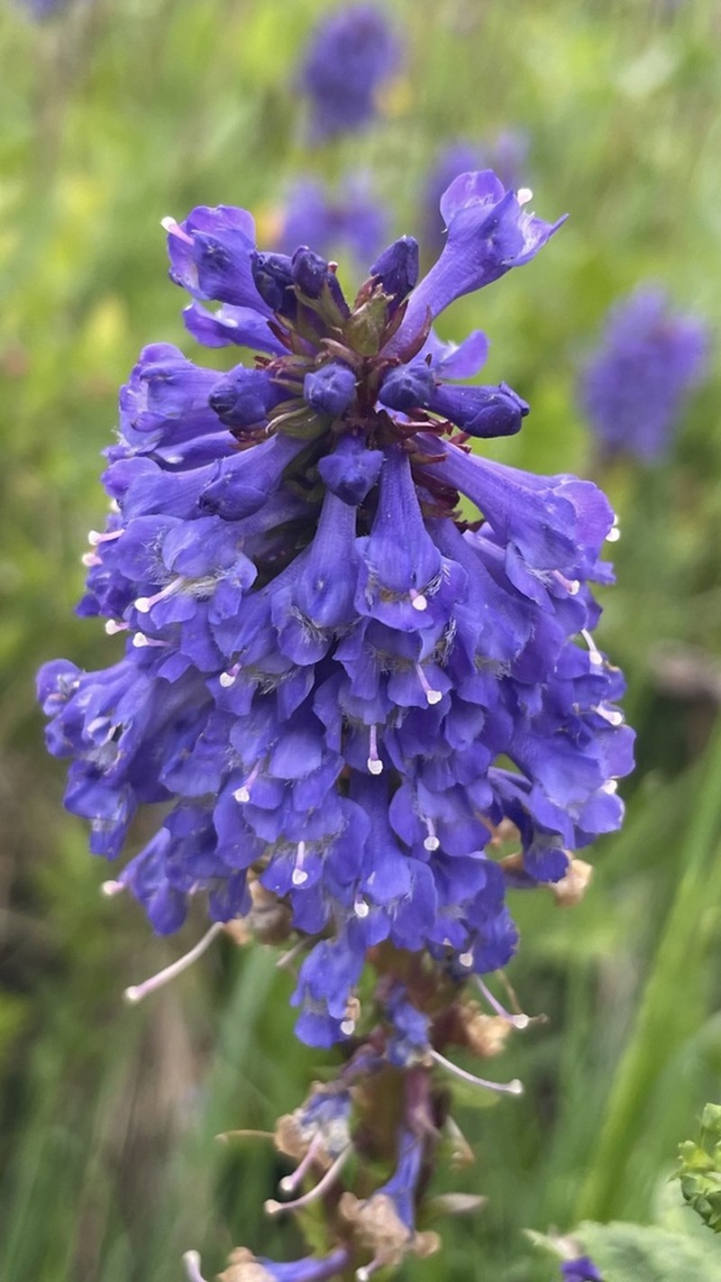 Wulfenia carinthiaca photo 4