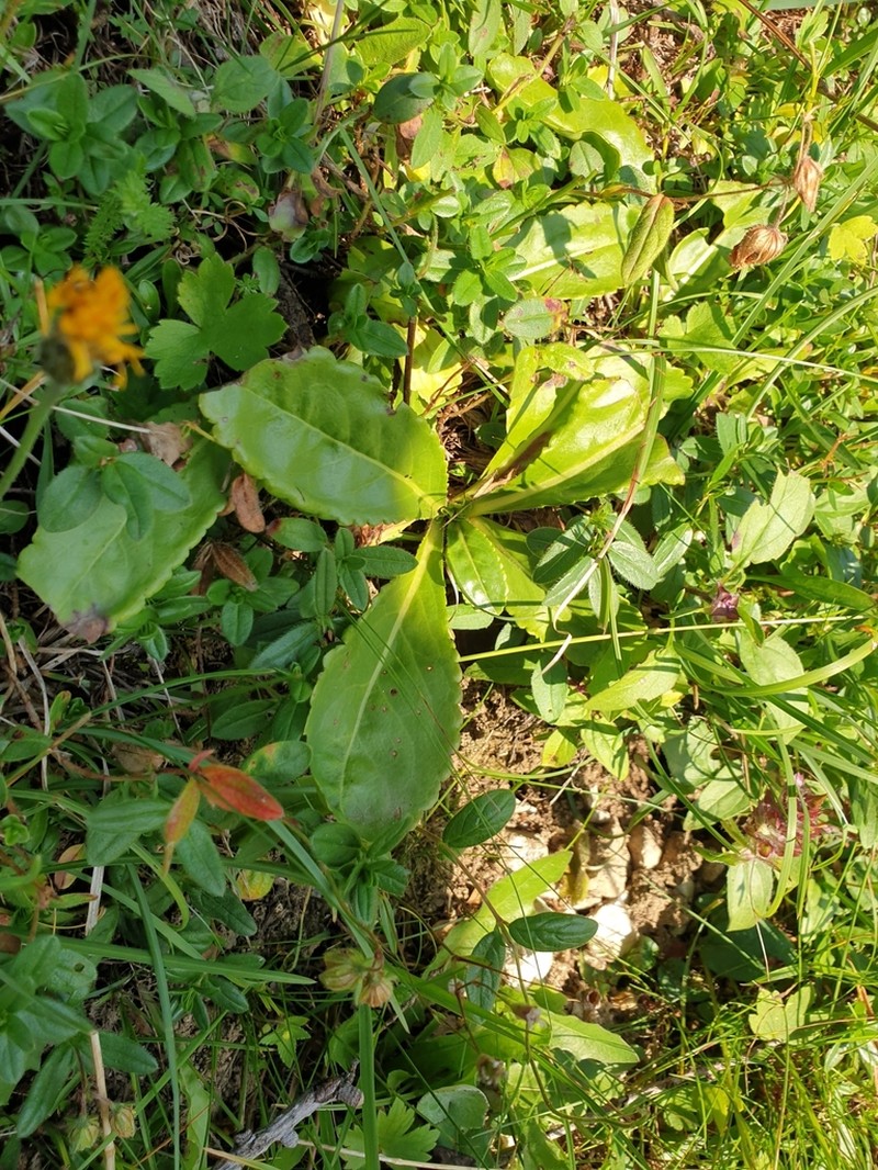 Wulfenia carinthiaca photo 6