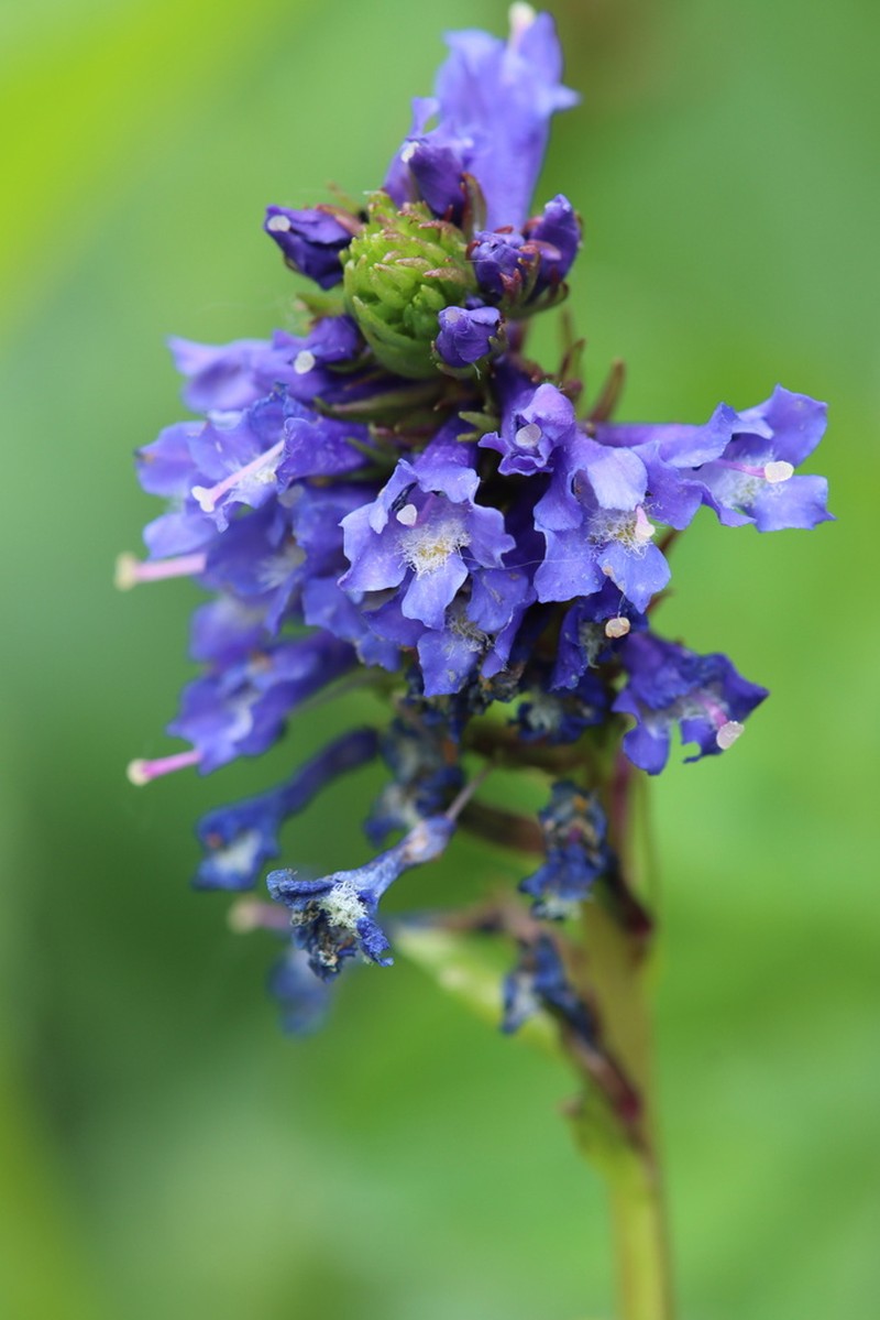 Wulfenia carinthiaca photo 8