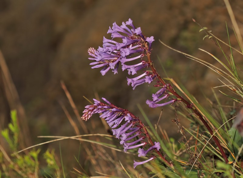 Wulfenia orientalis photo 2
