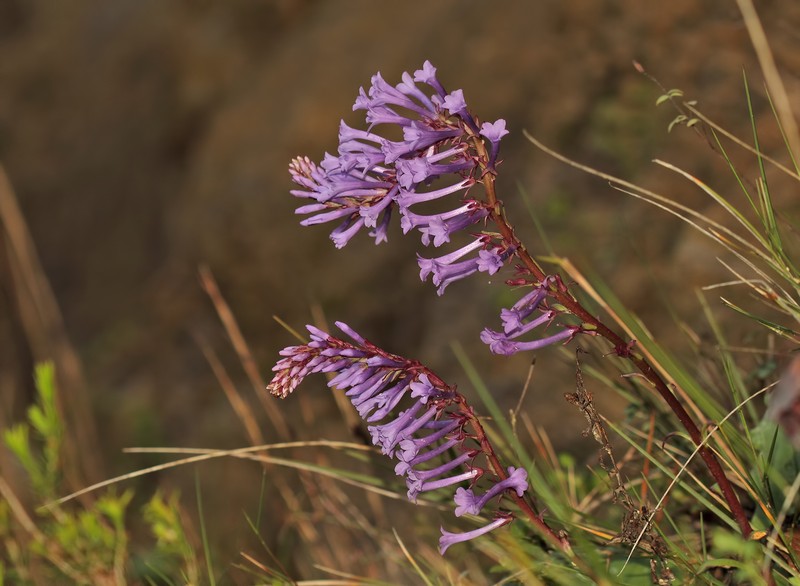 Wulfenia orientalis photo 3