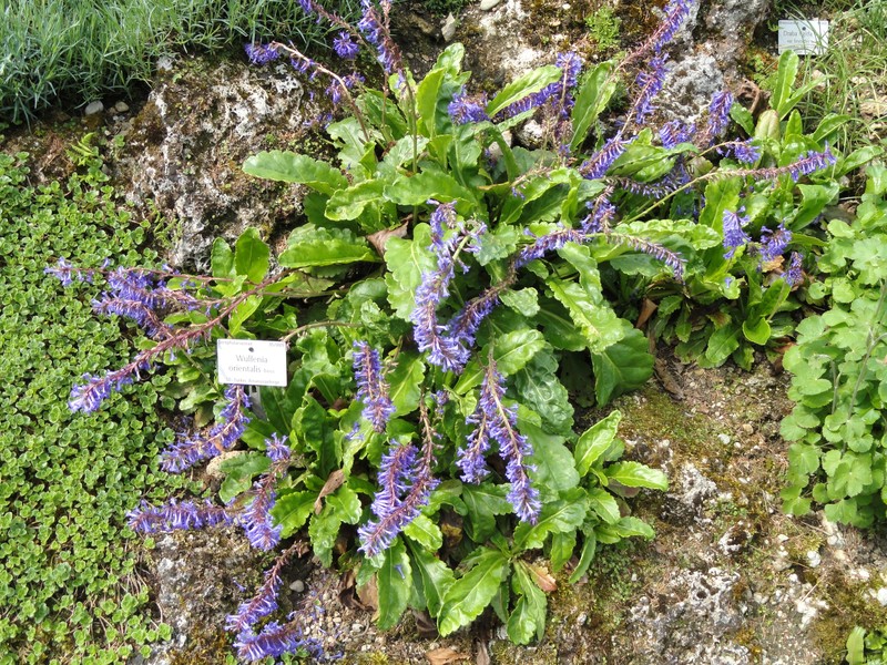 Wulfenia orientalis
