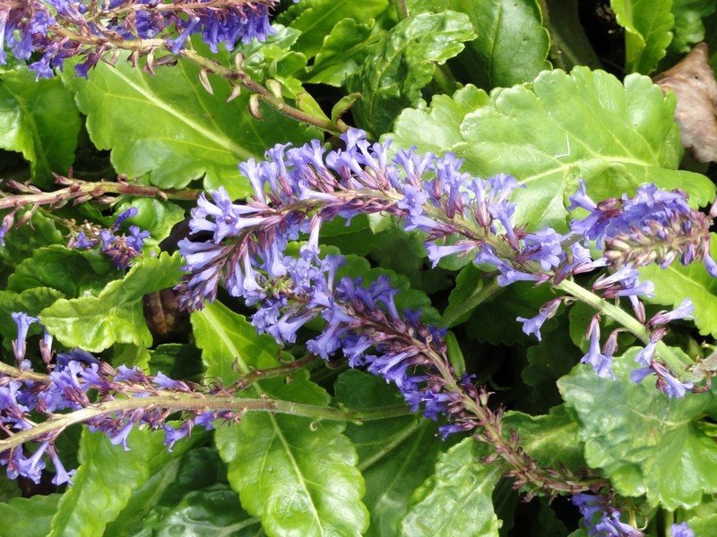 Wulfenia orientalis photo 4