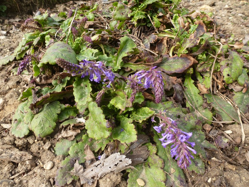 Wulfenia orientalis photo 5