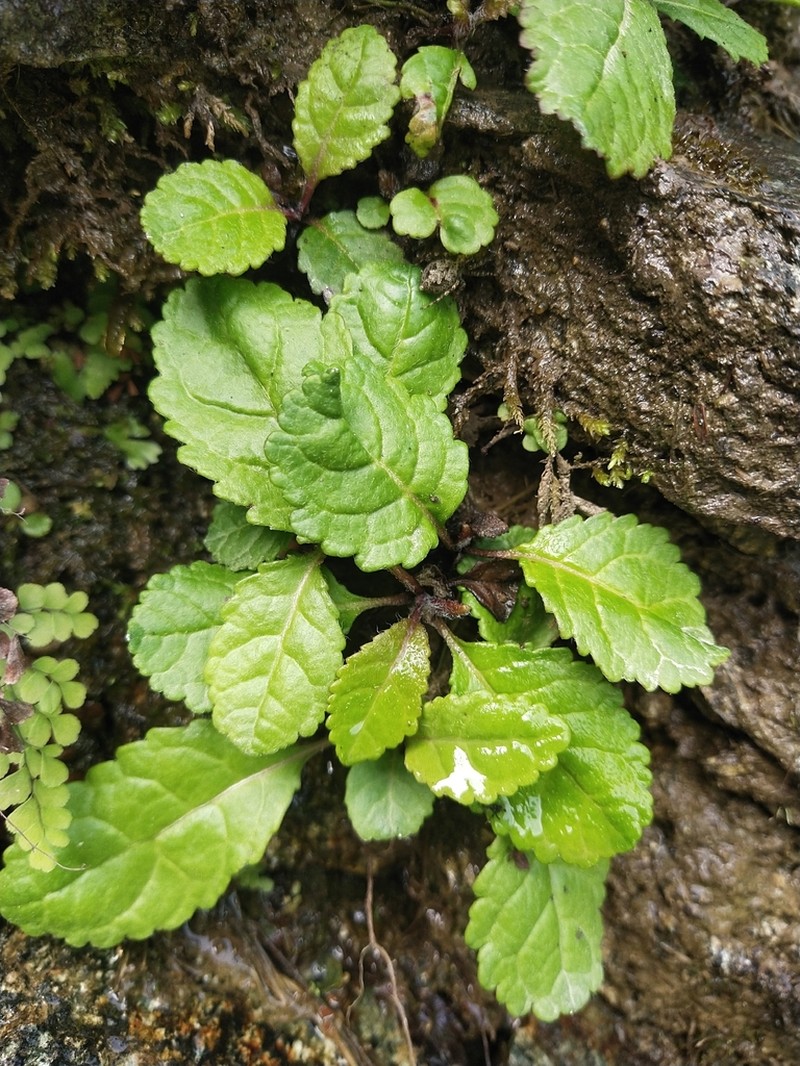 Wulfeniopsis amherstiana
