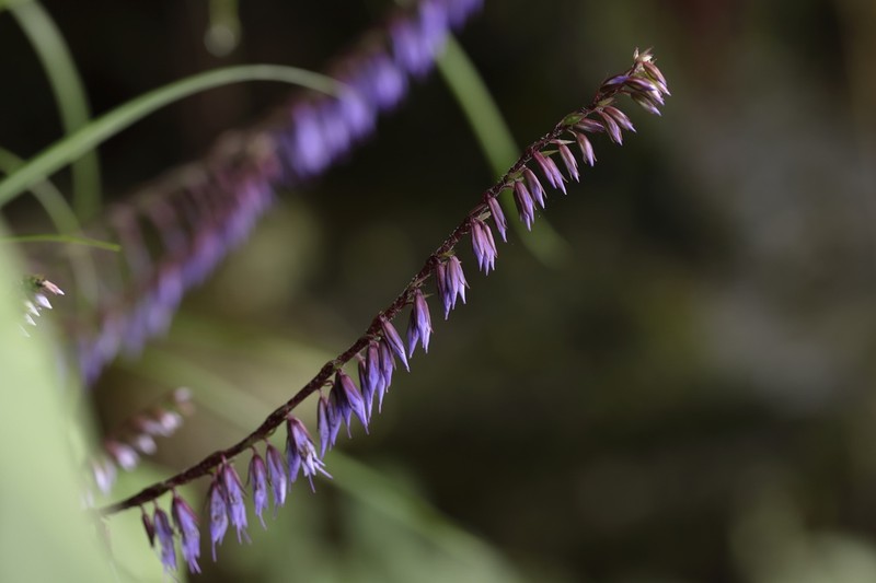 Wulfeniopsis amherstiana photo 2