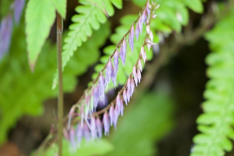 Wulfeniopsis amherstiana photo 3