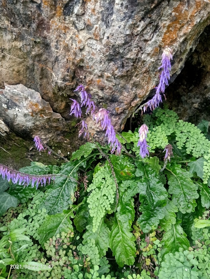 Wulfeniopsis amherstiana photo 4