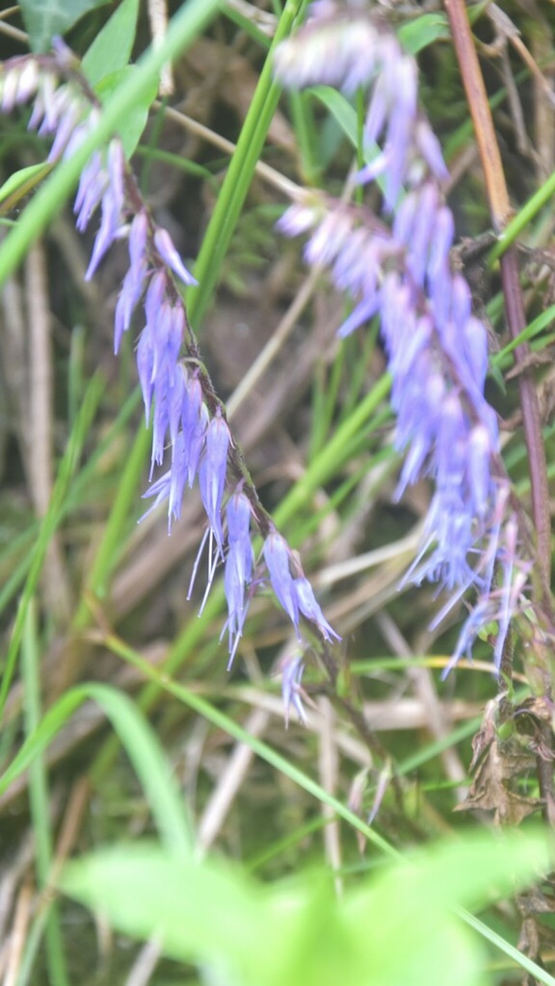 Wulfeniopsis amherstiana photo 7