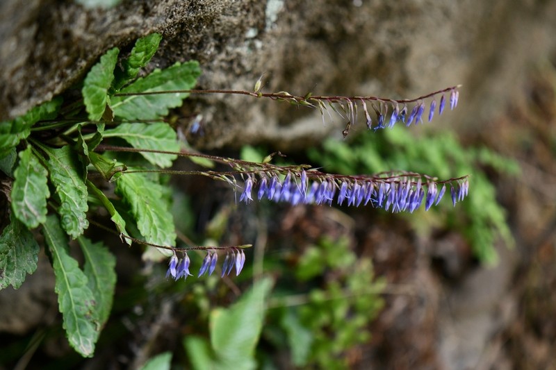 Wulfeniopsis amherstiana photo 8
