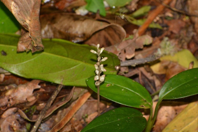 Leafless Orchid photo 2