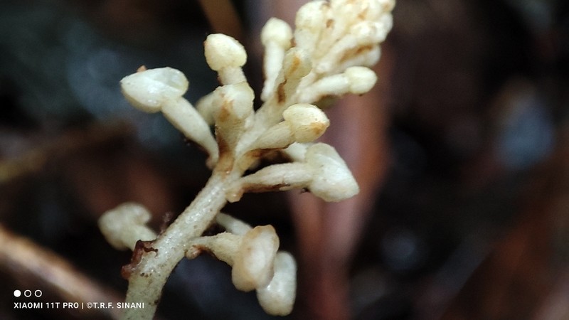 Leafless Orchid photo 3