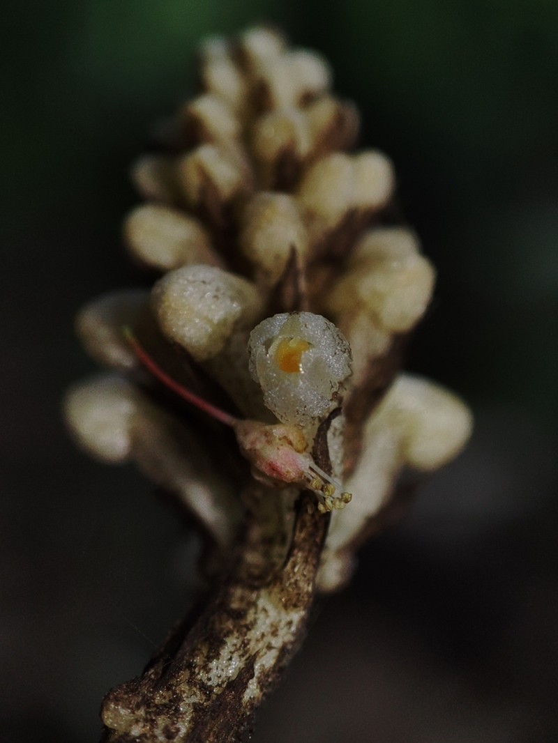 Leafless Orchid photo 4
